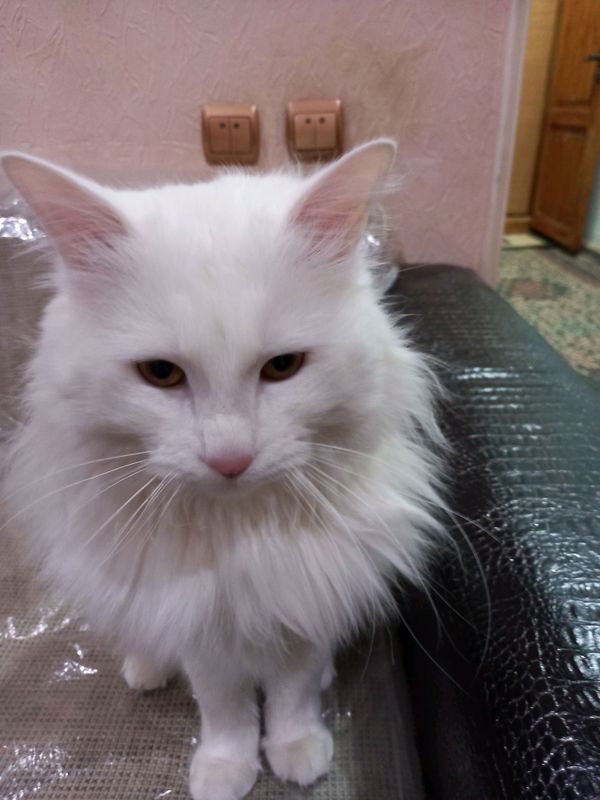 продаётся кот, ему один год и три месяца. продаётся кот, ему один год и три месяца.