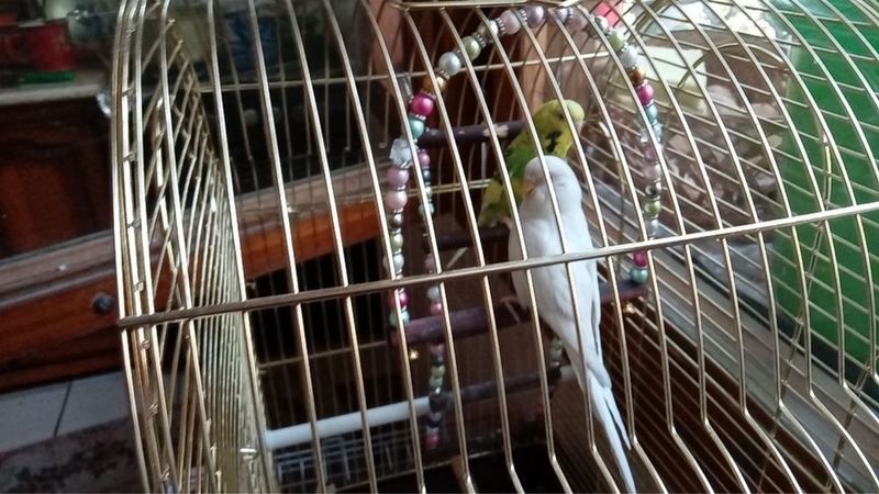 Продается попугаи Продается попугаи