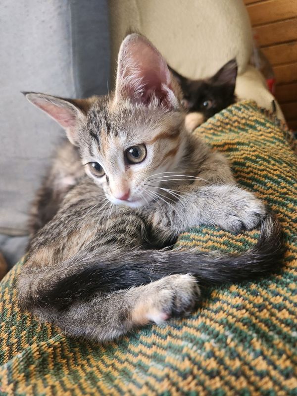 Отдам котят в добрые руки! Отдам котят в добрые руки!
