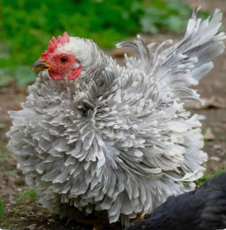 Frizzle jojasi bor Frizzle jojasi bor