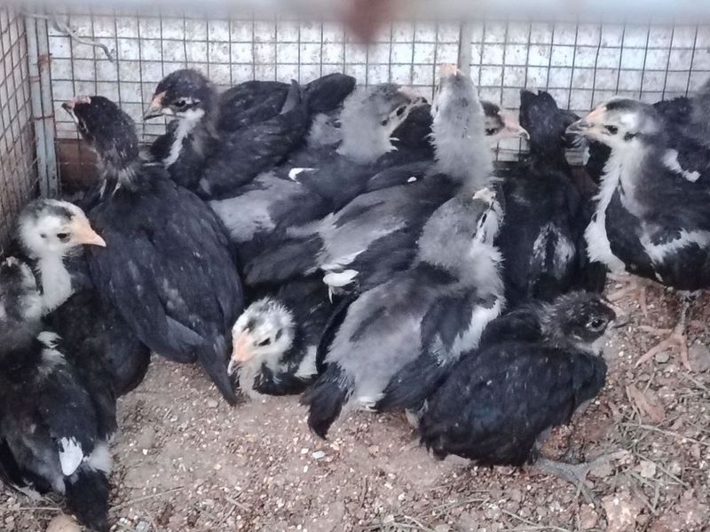 Кора шахзода 100%тоза кон