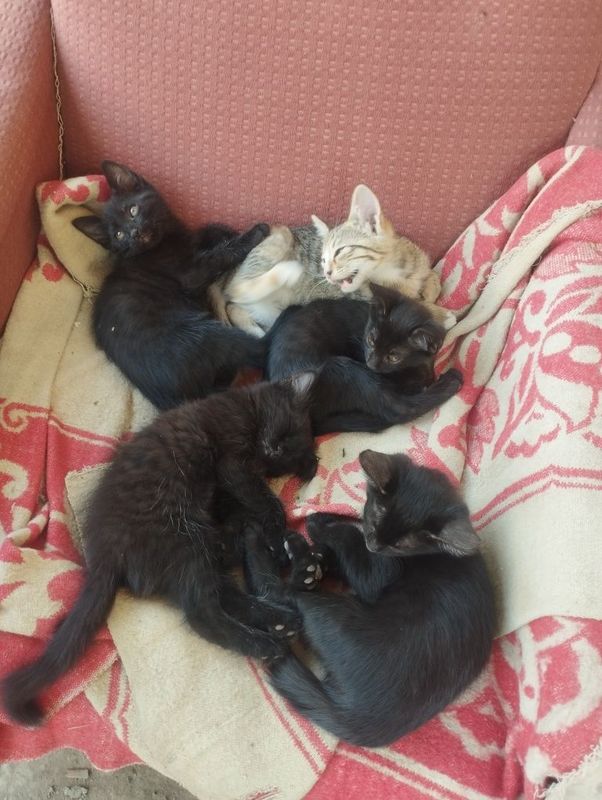 Котята котята котята Котята котята котята