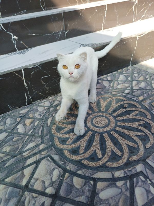 Срочно продам котят