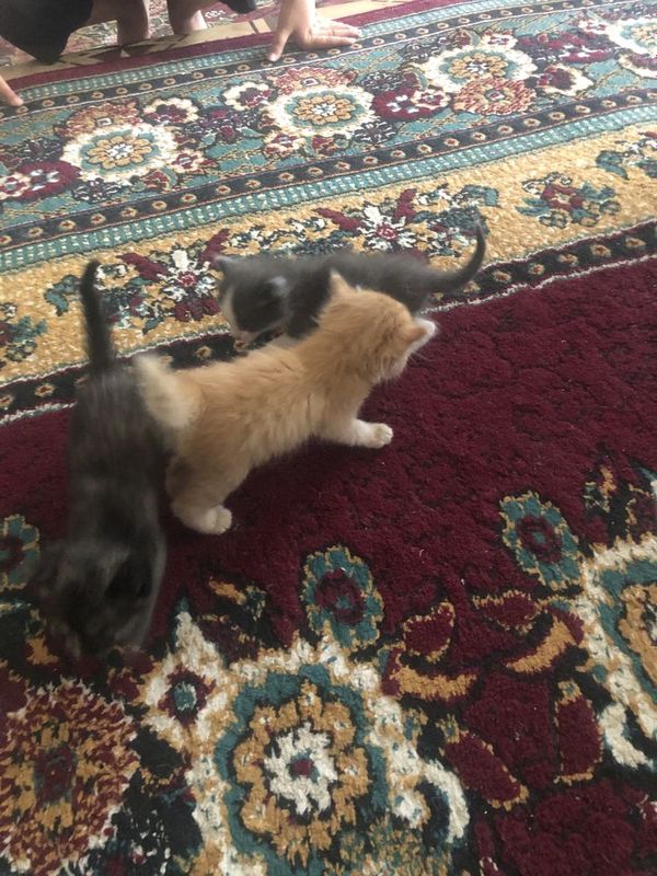 котята в добрые руки котята в добрые руки