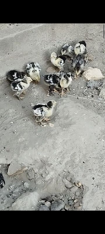 Brama jojalari sotiladi Brama jojalari sotiladi