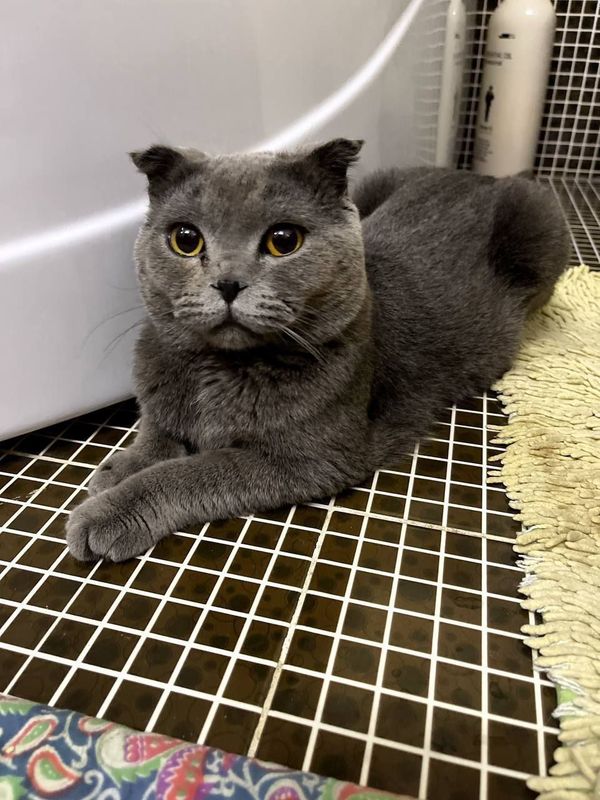 Кошка шотландский Кошка шотландский