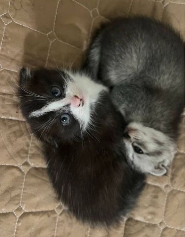 Котята вислоухие