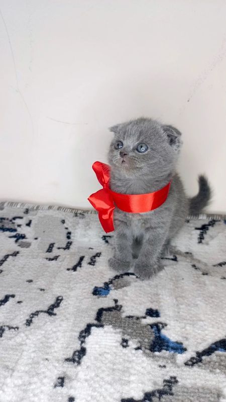 Шотландские котята Фолд и Страйт Шотландские котята Фолд и Страйт