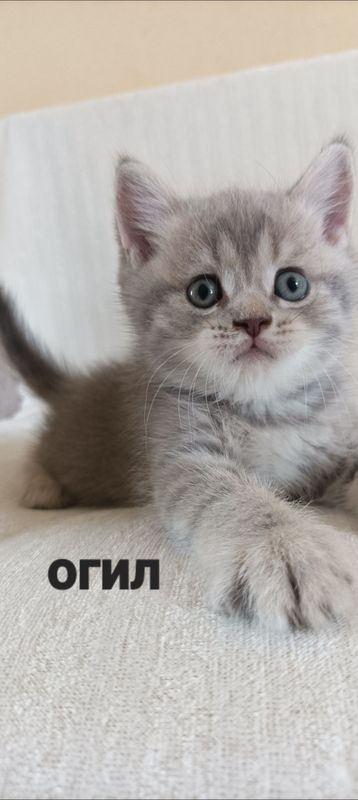 кошки продаётся кошки продаётся