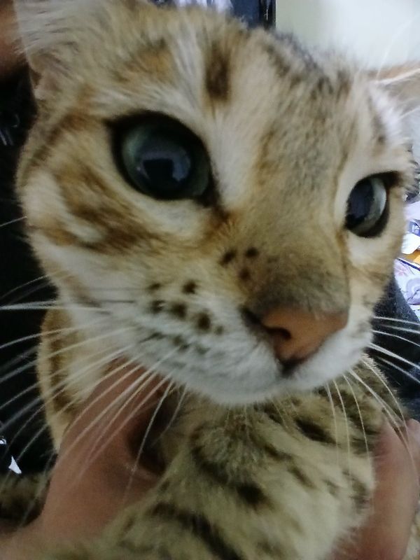 кошка бенгалиский кошка бенгалиский