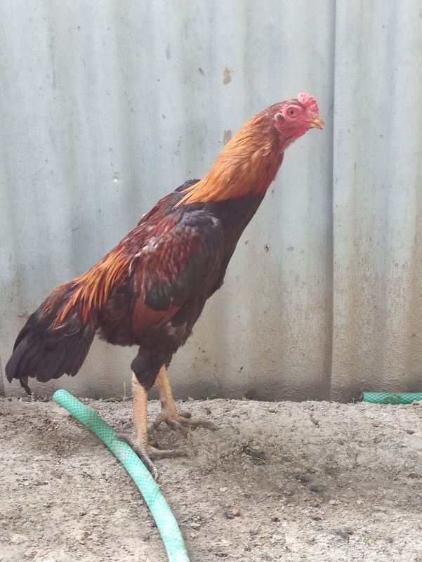 Xoʻroz sotiladi zoti toza Xoʻroz sotiladi zoti toza