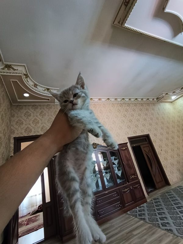 Mushuklar sotiladi Mushuklar sotiladi