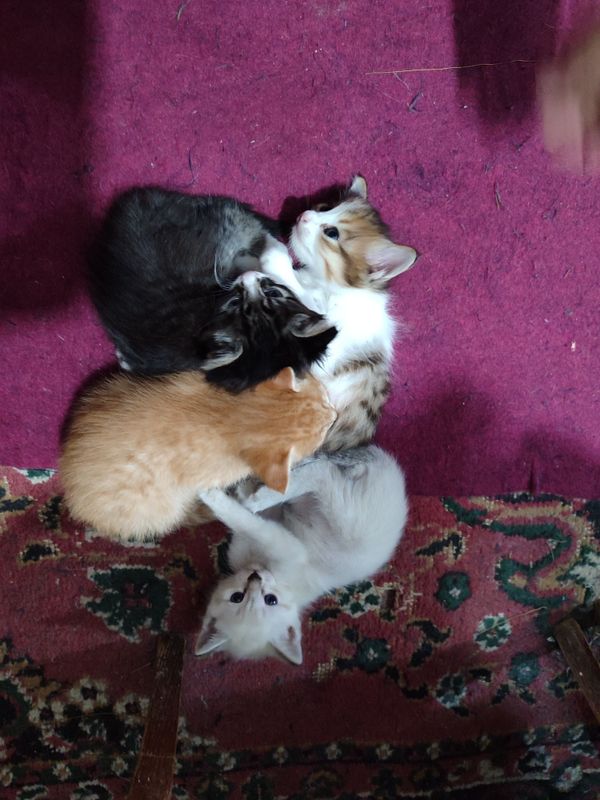 Котята в добрые руки Котята в добрые руки