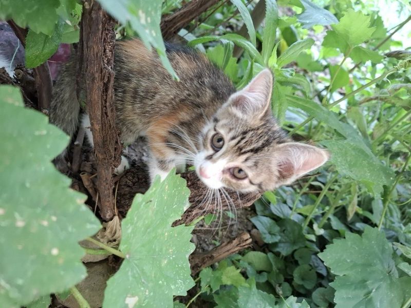 Трехцветный котёнок 2 месяца Трехцветный котёнок 2 месяца