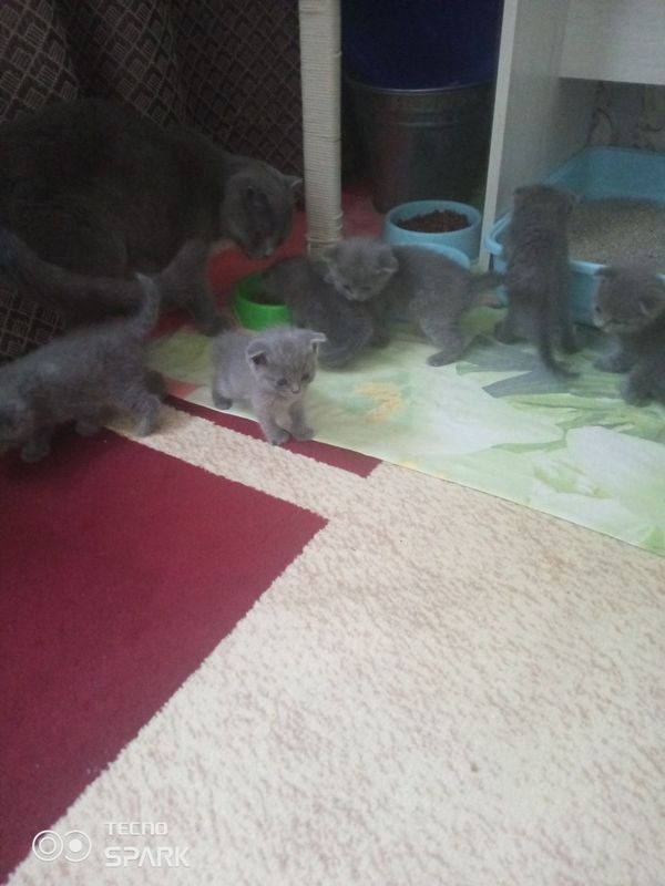 Скотч фолд веслоуха Скотч фолд веслоуха