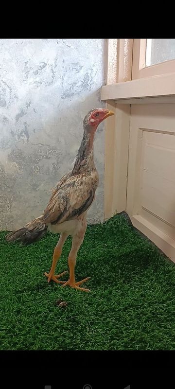 Dakan makyonla sotiladi yoki barter Dakan makyonla sotiladi yoki barter