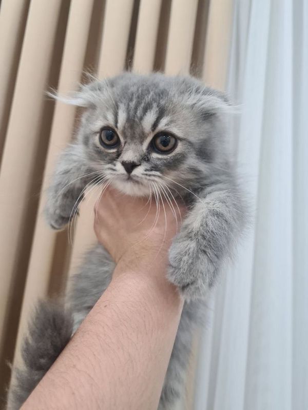 Продается котенок Продается котенок