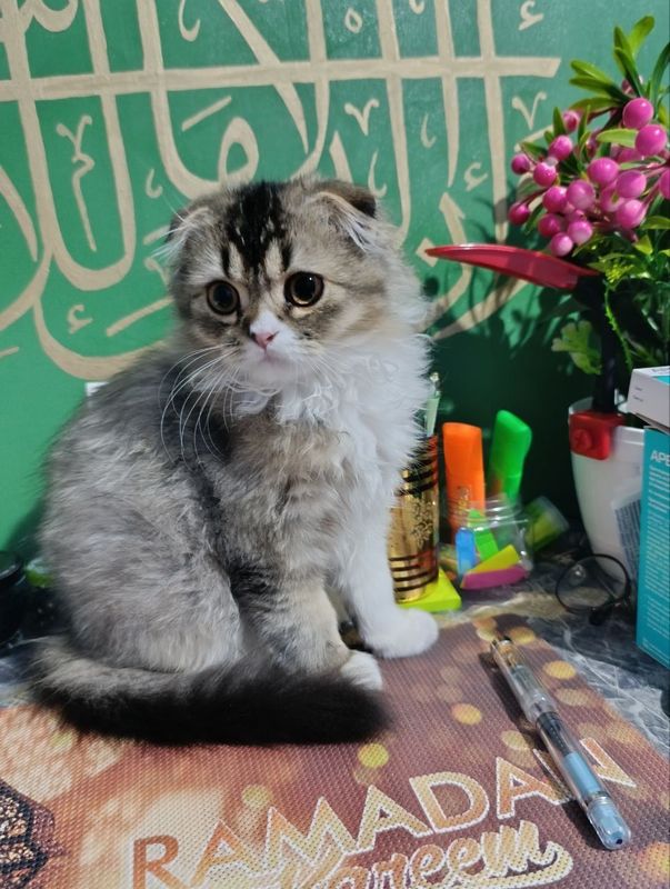 Шотландская кошка Шотландская кошка