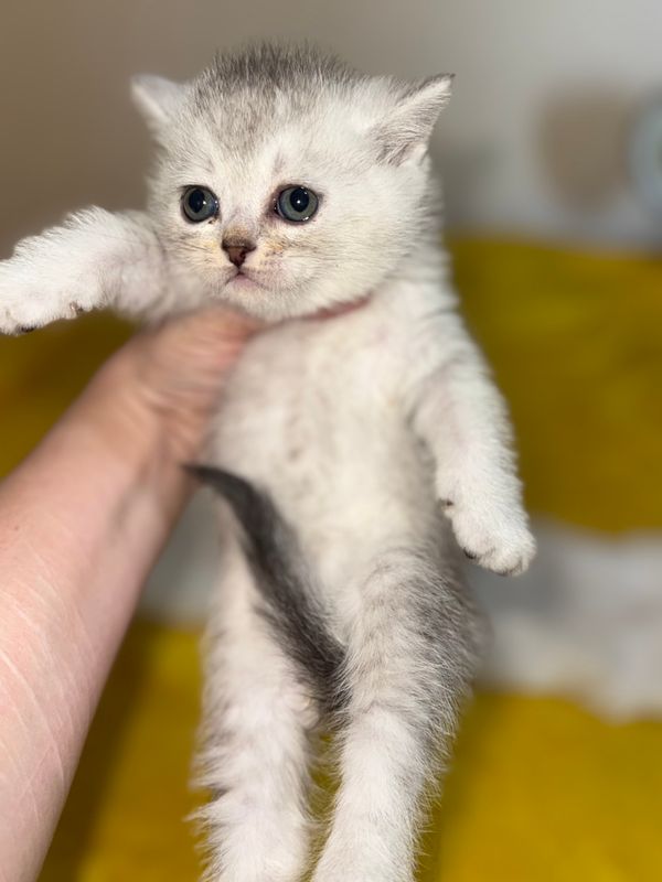 Котята Шиншиллы Котята Шиншиллы