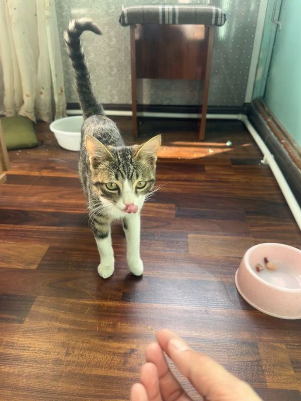 Кошка котенок !! Кошка котенок !!