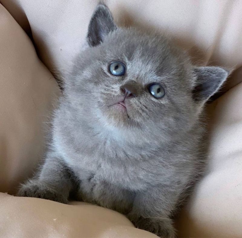 Продаются шотладнские фолды и страйты! Котятам 40 дней