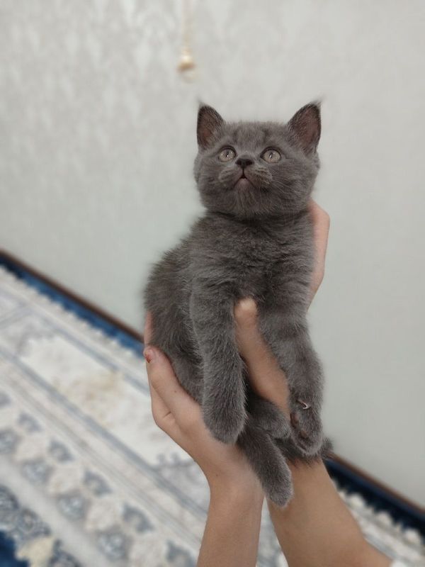 Toza qonli mushuklar Toza qonli mushuklar