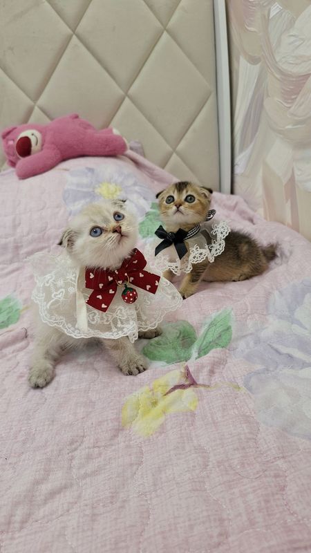 чистокроные котята чистокроные котята
