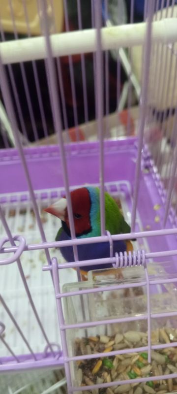 Gouldian finch Amazonka