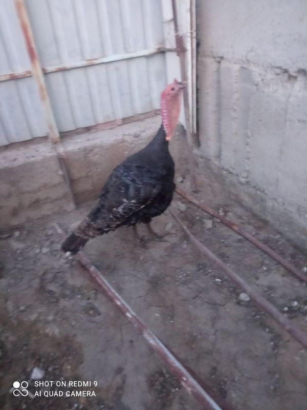 Kurka 1yosh kasal bòmagan