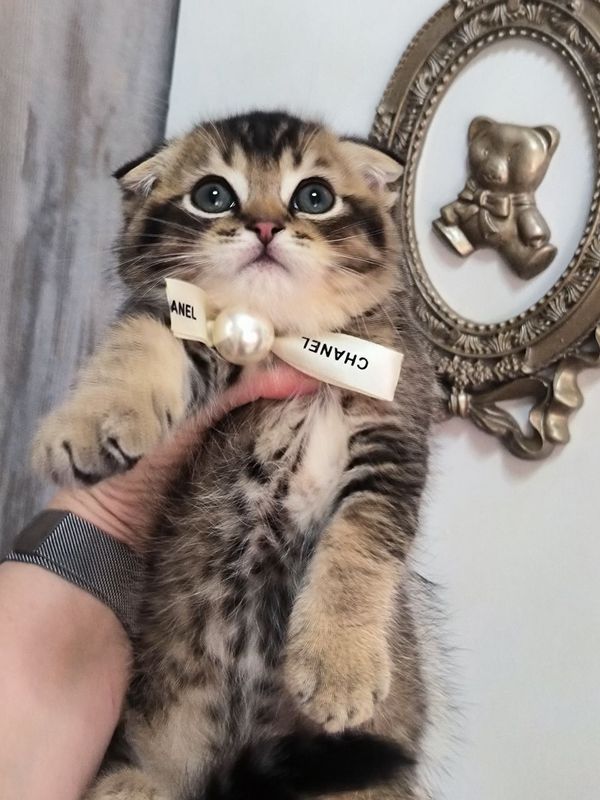 Продаются котята Продаются котята