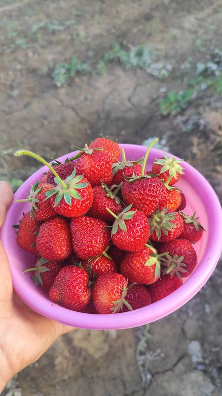 Qulupnika 1kg