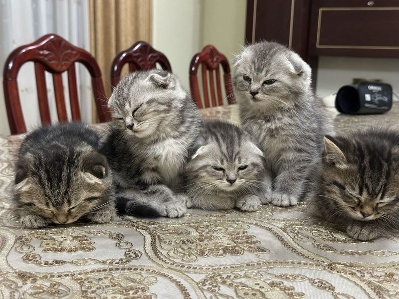 Продаются котята Продаются котята