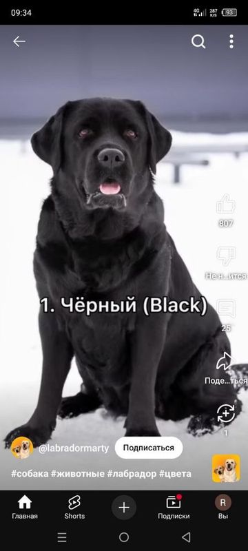 Продаем собаку, порода лабрадор Продаем собаку, порода лабрадор