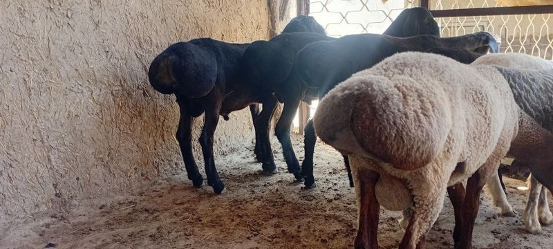 Кучкорлар сотилади Кучкорлар сотилади