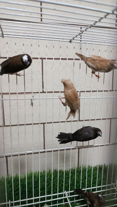 Японские амадины Японские амадины