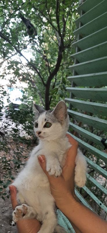 Котята в заботливые руки Котята в заботливые руки