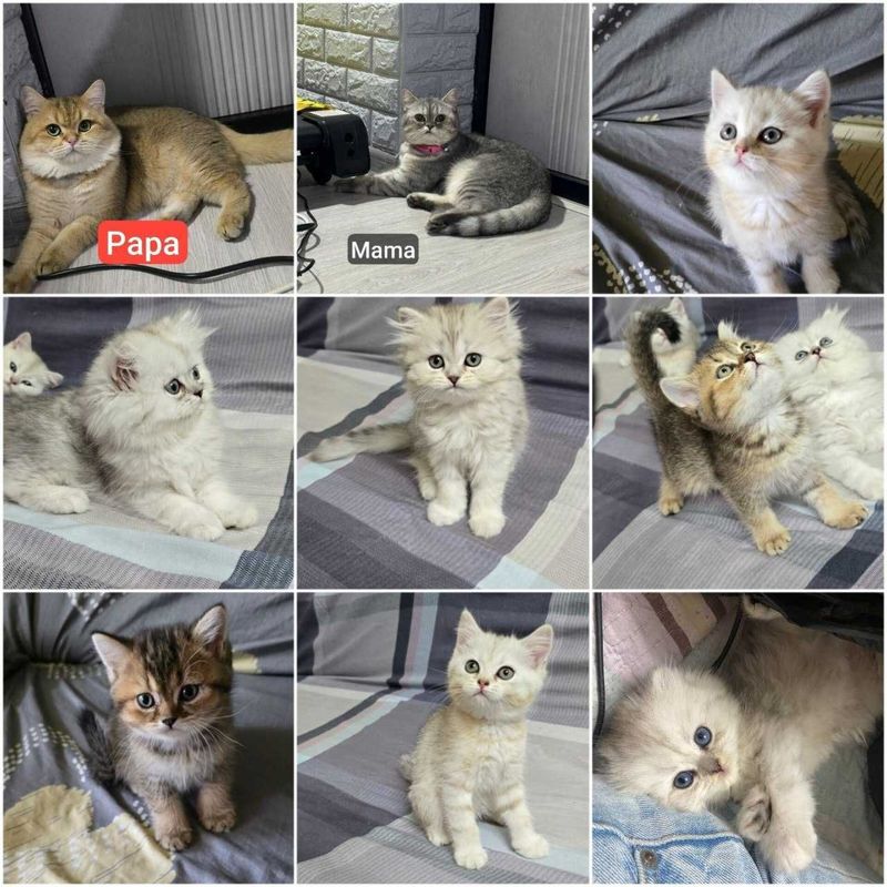 Britan shinshila mushiklari , котята шиншиллы чистокровные Britan shinshila mushiklari , котята шиншиллы чистокровные