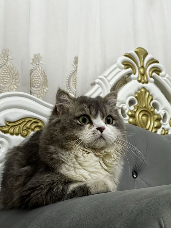 Вязка)кот (Highland Straight) британский длинношерстный кот Вязка)кот (Highland Straight) британский длинношерстный кот