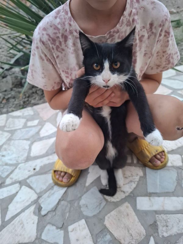 отдам котят
