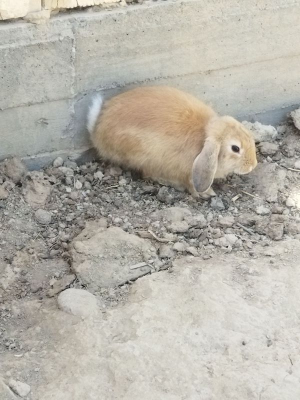 karlik baran quyon karlik baran quyon