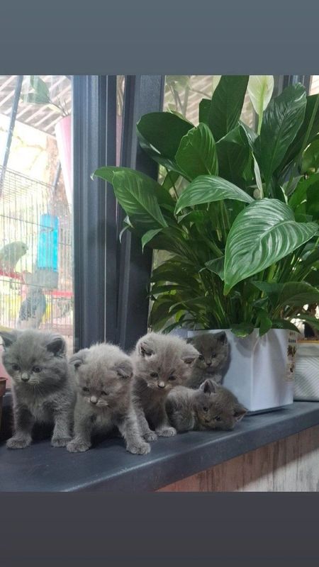 Кошка и котята продаётся, мушук ва болалари сотилади Кошка и котята продаётся, мушук ва болалари сотилади