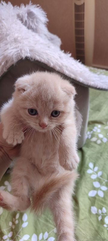 Продаются котята Продаются котята