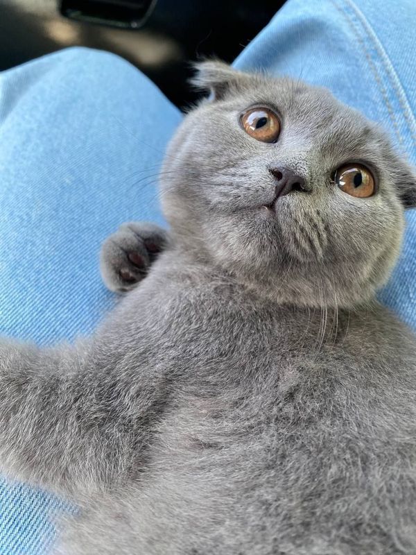 Scottish Fold!!!