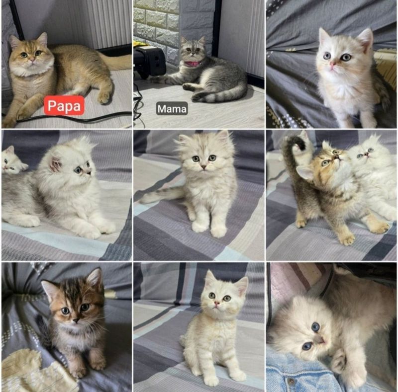 Котята Шиншилы породистые Котята Шиншилы породистые