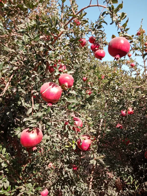 Анор мевалари