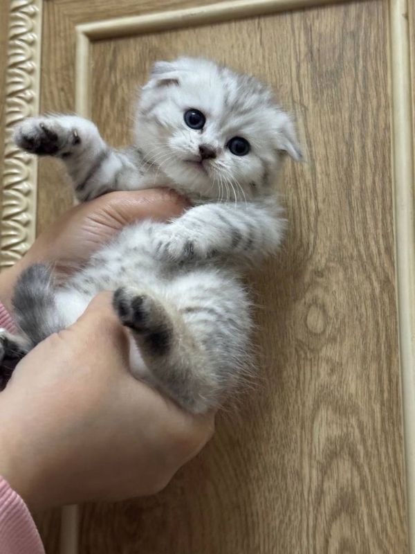 Scottish fold mramorniy shinshilla