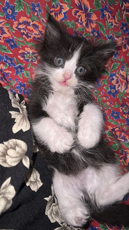 Котенок хороший добрый мальчик отдаю хорошие руки Котенок хороший добрый мальчик отдаю хорошие руки