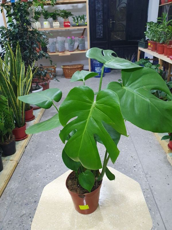 Monstera монстера