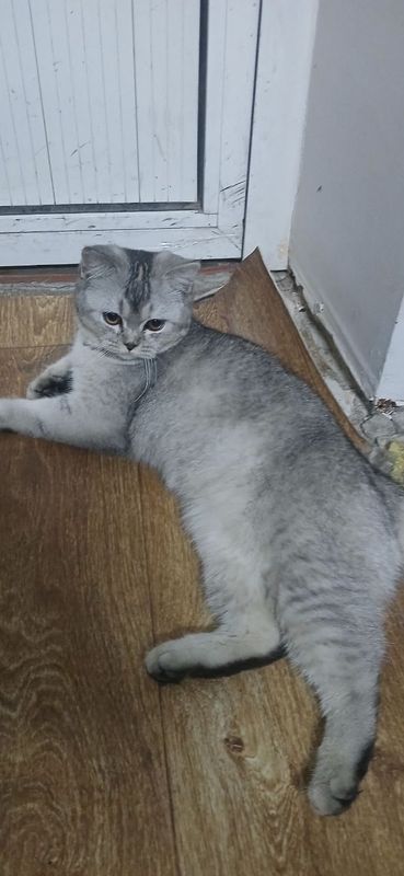 Sogʻlom sogʻligiga javob beramiz