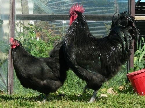 Андижон кора товук жожаси Андижон кора товук жожаси